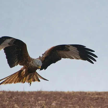 Auerhahn Ferienhaeuser Auerhahn 602 بيت للعطل *