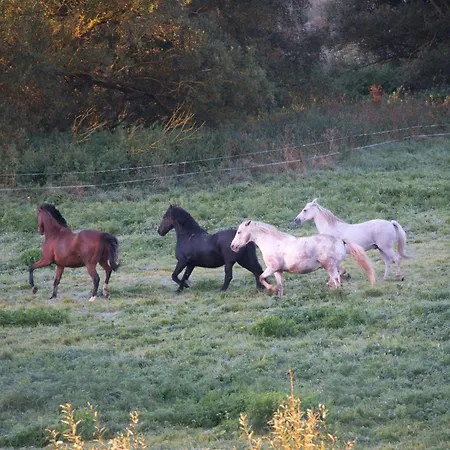 Auerhahn Ferienhaeuser Auerhahn 602 * هاسلفيلد