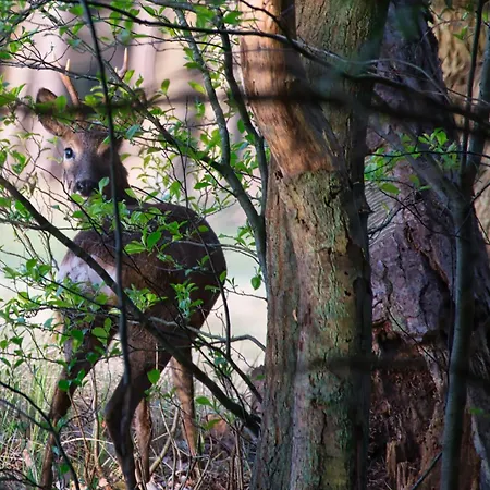 بيت للعطل Auerhahn Ferienhaeuser Auerhahn 602 *