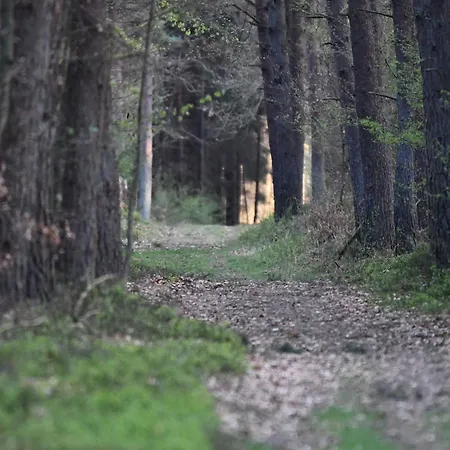 Auerhahn Ferienhaeuser Auerhahn 602 بيت للعطل هاسلفيلد