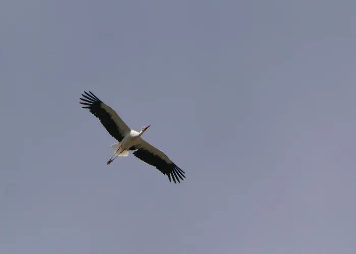 Auerhahn Ferienhaeuser Auerhahn 602 *