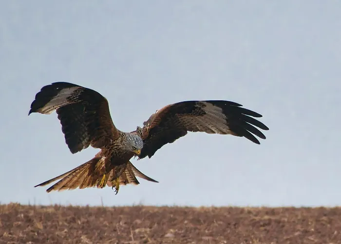 Auerhahn Ferienhaeuser Auerhahn 602 Semesterbostad *