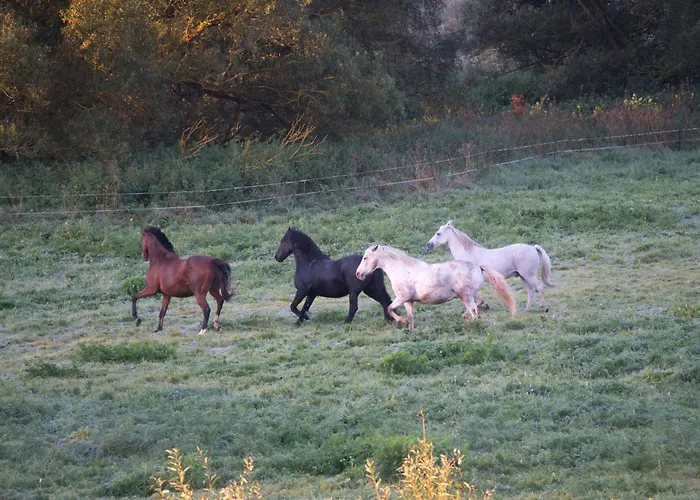 Auerhahn Ferienhaeuser Auerhahn 602 * Hasselfelde